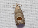 Bramble Shoot Moth - Notocelia uddmanniana