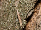 člunkovec - Ypsolopha mucronella