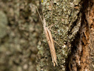 Spindle Smudge - Ypsolopha mucronella