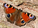 Peacock Butterfly - Inachis io