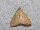  - Sitochroa verticalis