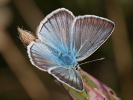 Damon Blue - Polyommatus damon