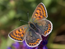 Sooty Copper - Lycaena tityrus