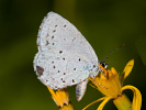 Modráčik krušinový - Celastrina argiolus