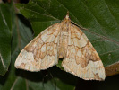 Northern Spinach - Eulithis populata