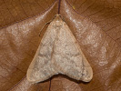 Hedvábnice podzimní - Alsophila aceraria