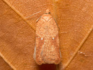 Obaľovač brezový - Acleris ferrugana