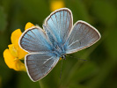 Amandas Blue - Polyommatus amandus