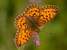 Lesser Marbled Fritillary - Brenthis ino