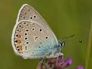 Modráčik ušľachtilý - Polyommatus amandus