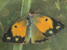 Žluťásek čilimníkový - Colias crocea