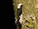 Mol hnízdový - Monopis monachella