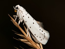 Předivka brslenová - Yponomeuta cagnagella