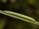 Různorožec vřesový - Cleora cinctaria