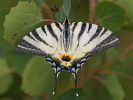 Scarce Swallowtail - Iphiclides podalirius