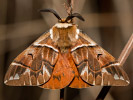Strakáč brezový - Endromis versicolora