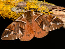 Strakáč březový - Endromis versicolora