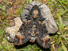 Death's-head Hawk-moth - Acherontia atropos