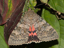 French Red Underwing - Catocala elocata