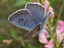 Modráčik čiernoškvrnný - Phengaris arion