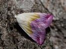 Morička purpurová - Eublemma purpurina