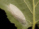 Zeleněnka dubová - Bena bicolorana