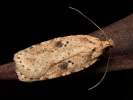 Brindled Flat-body - Agonopterix arenella