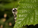 Pine Arches Moth - Panthea coenobita