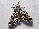 Pine Arches Moth - Panthea coenobita