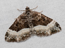 Sharp-angled Carpet - Euphyia unangulata