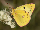 Berger's Clouded Yellow - Colias alfacariensis