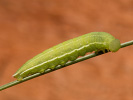 Kleines Wiesenvögelchen - Coenonympha pamphilus