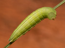 Small Heath - Coenonympha pamphilus