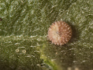 Súmračník slezový - Carcharodus alceae
