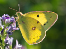 Eastern Pale Clouded Yellow - Colias erate