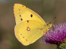 Žltáčik lucernový - Colias erate