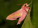Lišaj vrbicový - Deilephila porcellus