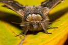 December Moth - Poecilocampa populi
