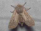 Wiesenbuschmoor-Frühlingseule - Orthosia gracilis
