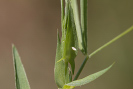 Reals Schmalflügel-Weißling - Leptidea juvernica