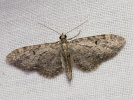 Píďalička hojná - Eupithecia subfuscata