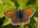 Lilagold-Feuerfalter - Lycaena hippothoe