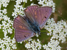 Purple-shot Copper - Lycaena alciphron