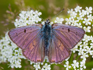 Violetter Feuerfalter - Lycaena alciphron