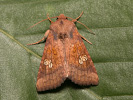 Ear Moth - Amphipoea oculea