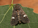 Můra černá - Melanchra persicariae