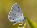Eastern Short-tailed Blue - Cupido decoloratus