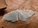Píďalka trnková - Asthena albulata