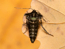 Tmavoskvrnáč zlatavý - Agriopis aurantiaria