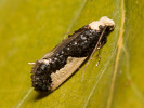 White-blotched Clothes Moth - Monopis monachella